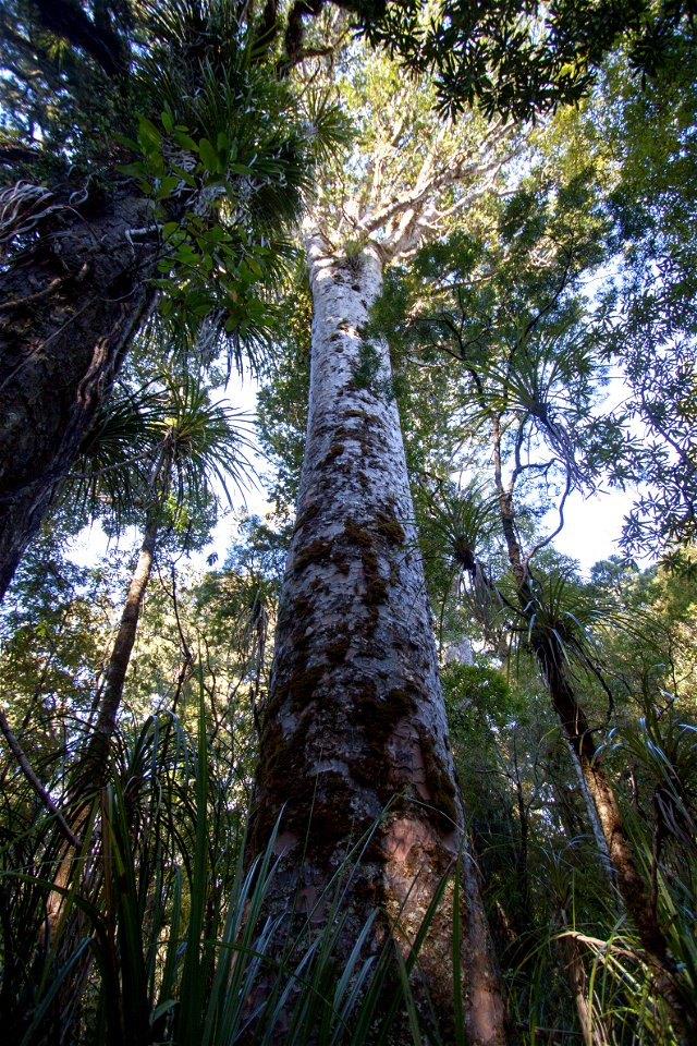 Waipoua Forest, kauri treelabel QS:Len,"Waipoua Forest, kauri tree" label QS:Lhu,"Kaurifa a Waipoua-erdőben" photo