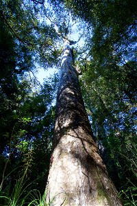 Waipoua Forest, kauri treelabel QS:Len,"Waipoua Forest, kauri tree" label QS:Lhu,"Kaurifa a Waipoua-erdőben" photo