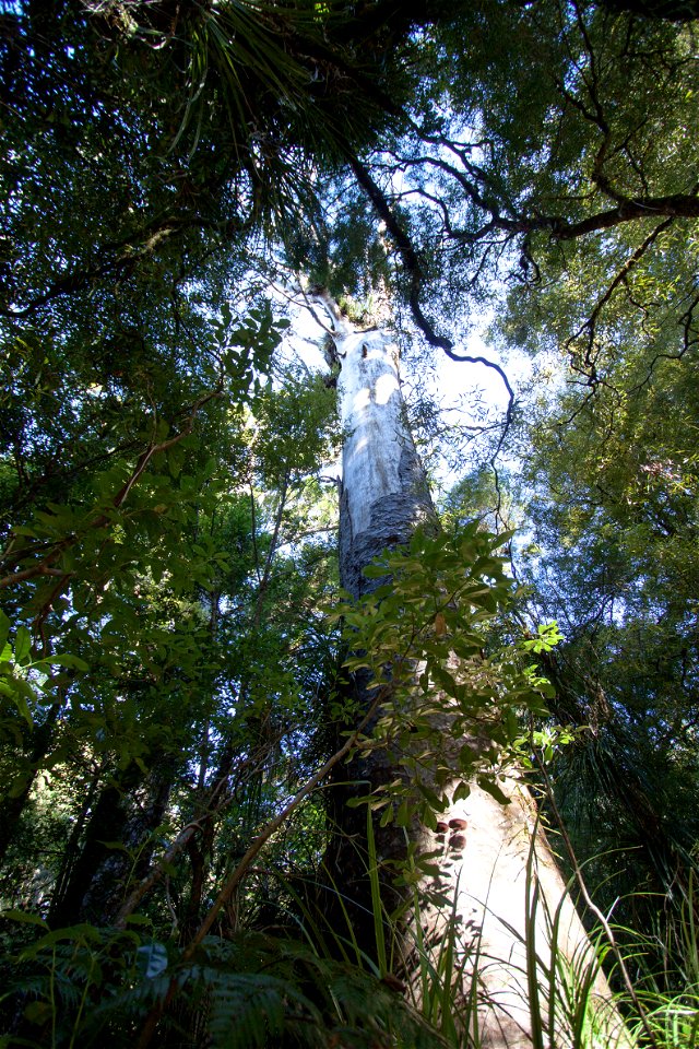 Waipoua Forest, kauri treelabel QS:Len,"Waipoua Forest, kauri tree" label QS:Lhu,"Kaurifa a Waipoua-erdőben" photo