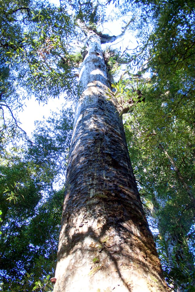 Waipoua Forest, kauri treelabel QS:Len,"Waipoua Forest, kauri tree" label QS:Lhu,"Kaurifa a Waipoua-erdőben" photo