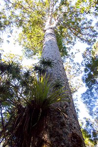 Waipoua Forest, kauri treelabel QS:Len,"Waipoua Forest, kauri tree" label QS:Lhu,"Kaurifa a Waipoua-erdőben" photo