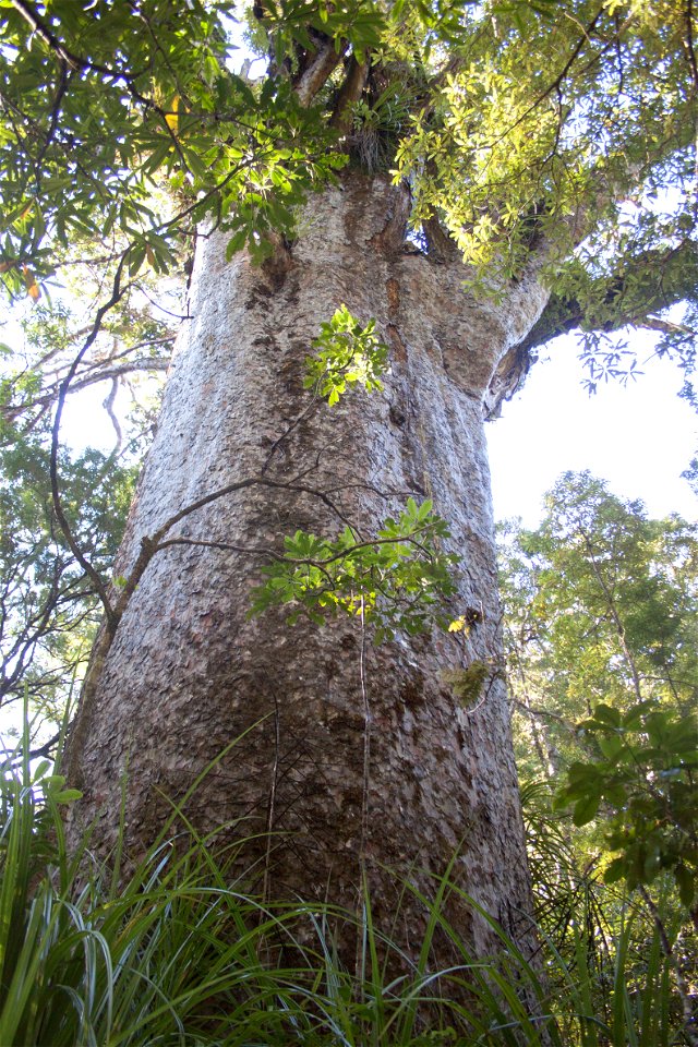 Waipoua Forest, kauri treelabel QS:Len,"Waipoua Forest, kauri tree"
label QS:Lhu,"Kaurifa a Waipoua-erdőben"