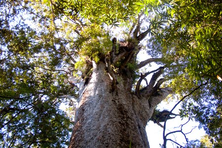 Waipoua Forest, kauri treelabel QS:Len,"Waipoua Forest, kauri tree" label QS:Lhu,"Kaurifa a Waipoua-erdőben" photo