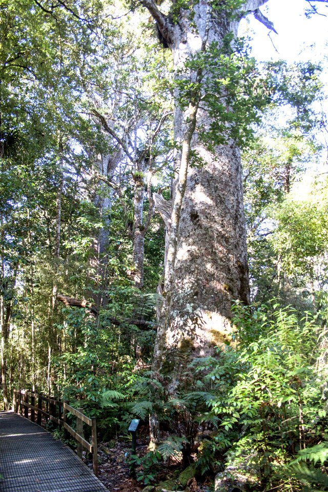Waipoua Forest, kauri treelabel QS:Len,"Waipoua Forest, kauri tree"
label QS:Lhu,"Kaurifa a Waipoua-erdőben"