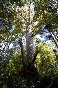 Waipoua Forest, kauri treelabel QS:Len,"Waipoua Forest, kauri tree" label QS:Lhu,"Kaurifa a Waipoua-erdőben" photo