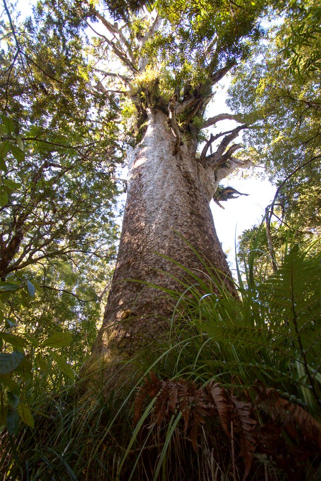 Waipoua Forest, kauri treelabel QS:Len,"Waipoua Forest, kauri tree"
label QS:Lhu,"Kaurifa a Waipoua-erdőben"