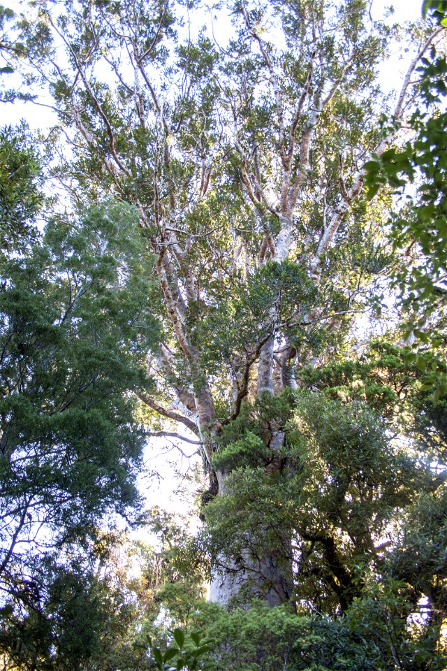 Waipoua Forest, kauri treelabel QS:Len,"Waipoua Forest, kauri tree" label QS:Lhu,"Kaurifa a Waipoua-erdőben" photo