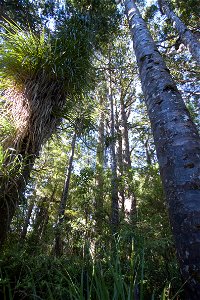 Waipoua Forest, kauri treeslabel QS:Len,"Waipoua Forest, kauri trees" label QS:Lhu,"Kaurifák a Waipoua-erdőben" photo