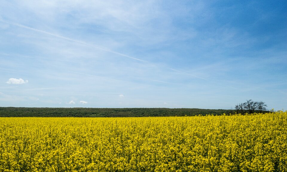 Blues field bloom