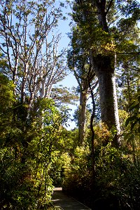 Waipoua Forest, kauri treeslabel QS:Len,"Waipoua Forest, kauri trees" label QS:Lhu,"Kaurifák a Waipoua-erdőben" photo