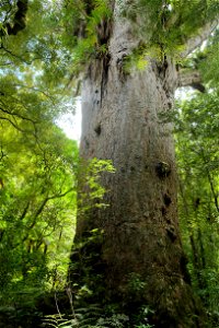 Massive trunk of Yakas kauri tree, the 7th largest kauri tree; the trunk has a girth of 12.3 metres (40 ft).[1] photo
