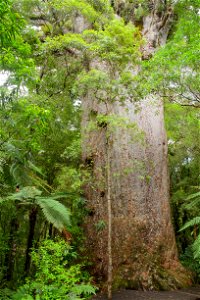 Massive trunk of Yakas kauri tree, the 7th largest kauri tree; the trunk is more than 12 metres (39 ft) tall with a girth of over 12 metres (39 ft) as well. photo