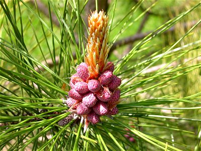 Pollen cones of Red Pine - Pinus resinosa photo