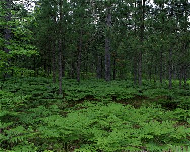Pinus resinosa forest, with Pteridium aquilinum understorey. Seney National Wildlife Refuge, Michigan photo