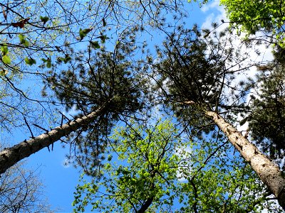 Schwarzkiefern (Pinus nigra) in der Schwetzinger Hardt