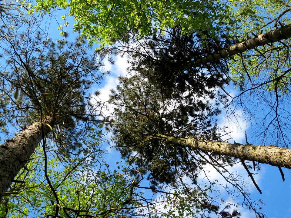 Schwarzkiefern (Pinus nigra) in der Schwetzinger Hardt