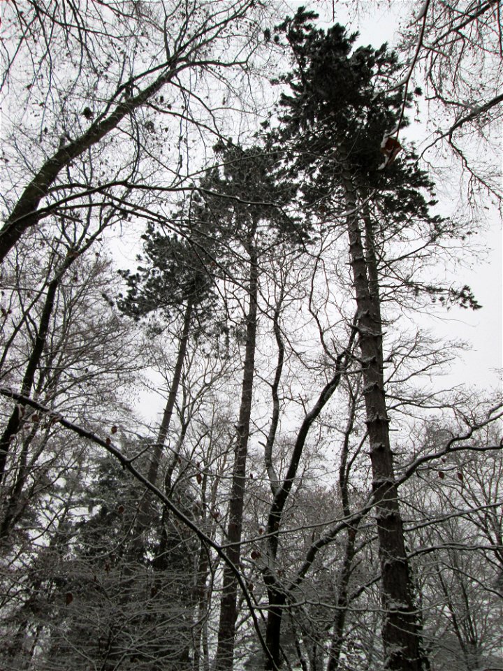 Schwarzkiefern (Pinus nigra) bei Neuschnee am 3. Dezember 2017 - Ursprung: Mittelmeerländer - kommt in der Schwetzinger Hardt nur an wenigen Standorten vor