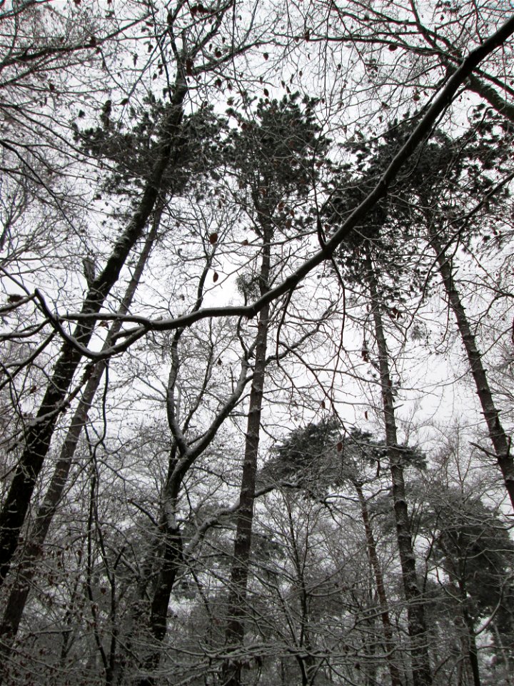 Schwarzkiefern (Pinus nigra) bei Neuschnee am 3. Dezember 2017 - Ursprung: Mittelmeerländer - kommt in der Schwetzinger Hardt nur an wenigen Standorten vor