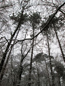 Schwarzkiefern (Pinus nigra) bei Neuschnee am 3. Dezember 2017 - Ursprung: Mittelmeerländer - kommt in der Schwetzinger Hardt nur an wenigen Standorten vor