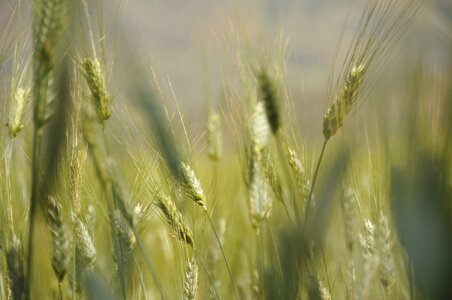 Spike agriculture grain