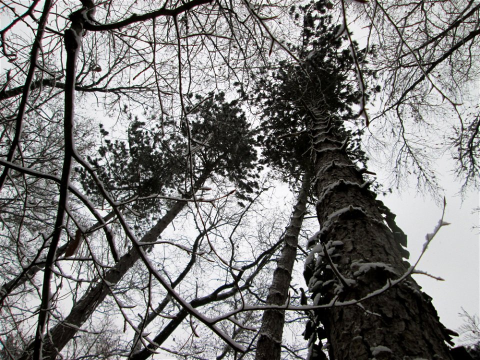 Schwarzkiefern (Pinus nigra) bei Neuschnee am 3. Dezember 2017 - Ursprung: Mittelmeerländer - kommt in der Schwetzinger Hardt nur an wenigen Standorten vor