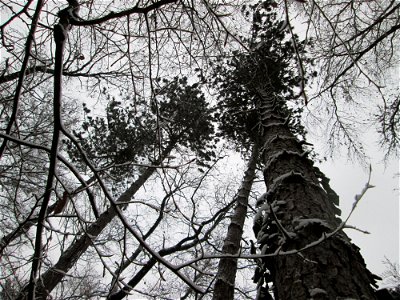 Schwarzkiefern (Pinus nigra) bei Neuschnee am 3. Dezember 2017 - Ursprung: Mittelmeerländer - kommt in der Schwetzinger Hardt nur an wenigen Standorten vor