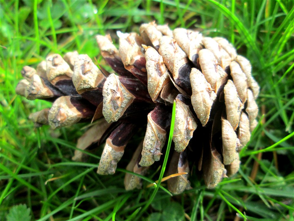 Schwarzkiefer (Pinus nigra) im Gartenschaupark Hockenheim