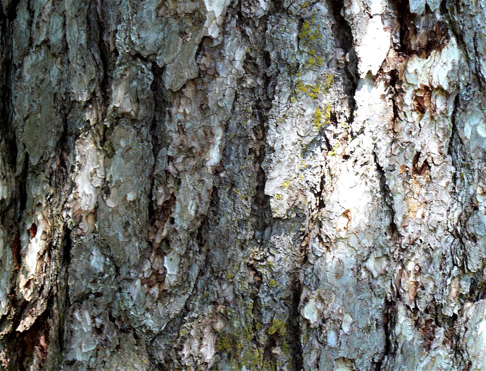 Austrian Pine bark detail