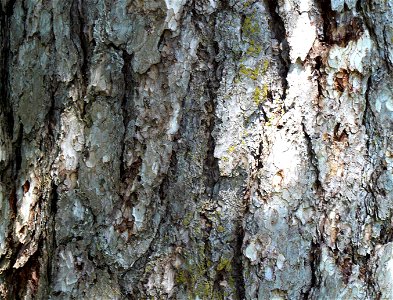 Austrian Pine bark detail