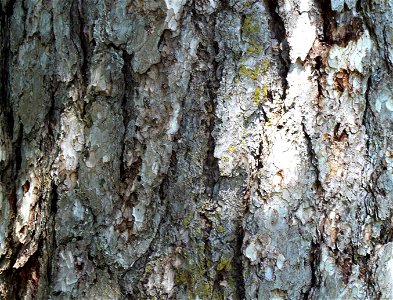 Austrian Pine bark detail photo