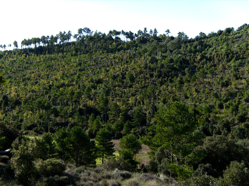 Natural regeneration of a Pinus nigra forest in 2012, after a 1998 wildfire. Castelltallat Catalonia