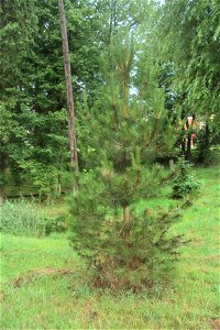 Jedna z borovic v arboretu