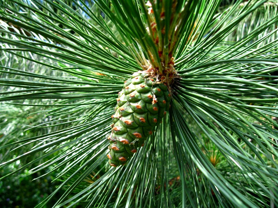 Dennenappel van zwarte den (Pinus nigra)
