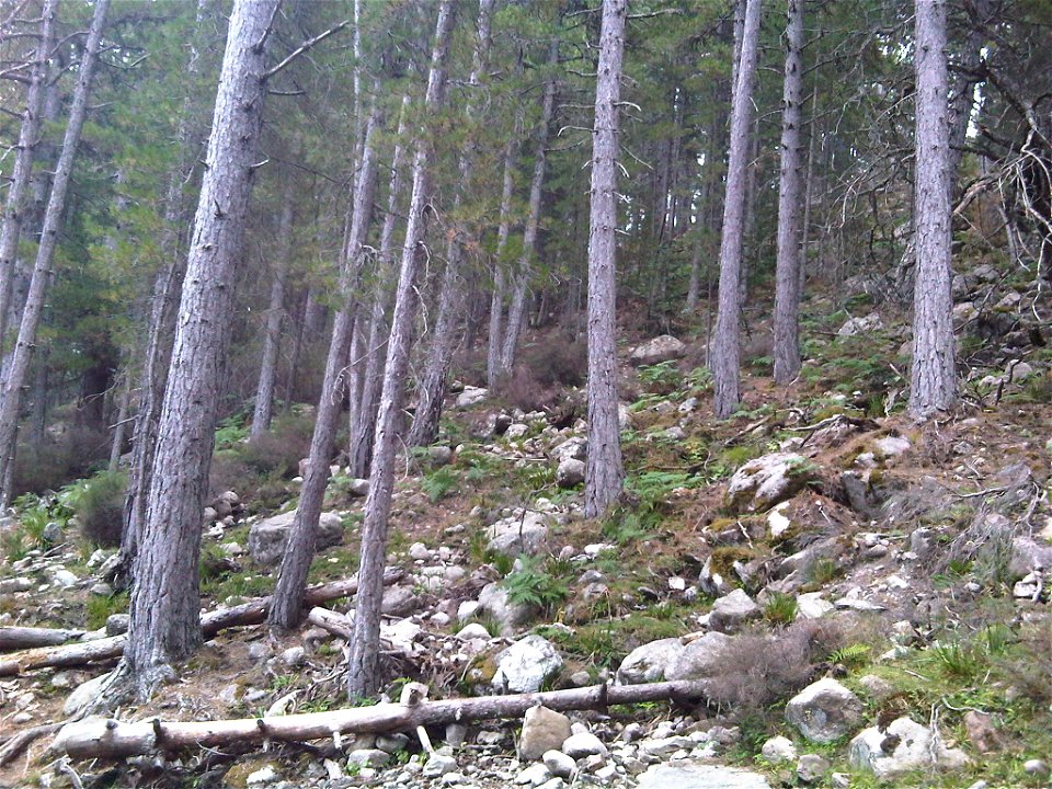 A pineta (pinus nigra laricio) prima di ghjunghje à u Lavu di Crena - Corsica