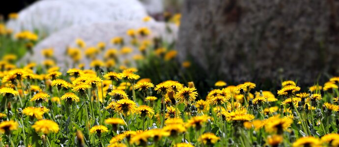 Spring yellow summer