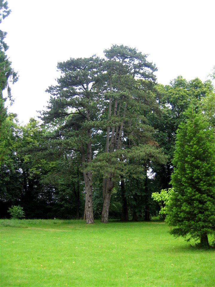 Pinus nigra in park of Obernfelde Manor in Lübbecke, District of Minden-Lübbecke, North Rhine-Westphalia, Germany.