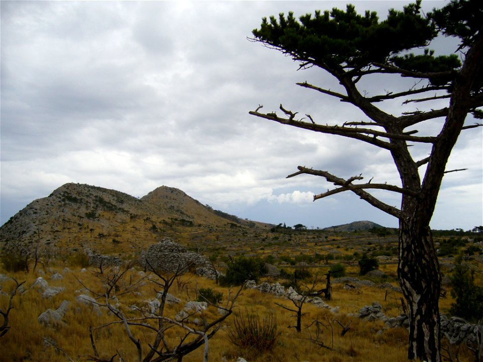 Plateau with peaks, Hvar Island south coast, Croatia. Pinus nigra at right.