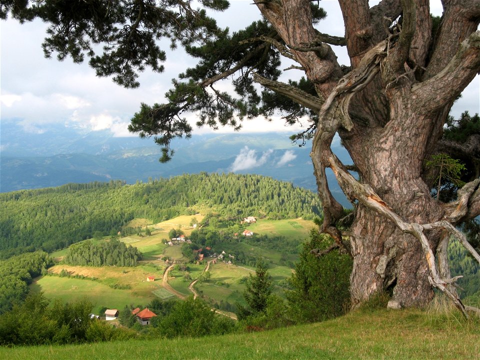 View on settlement from Very old pine tree on Kamena Gora in Prijepolje Municipality,Serbia.