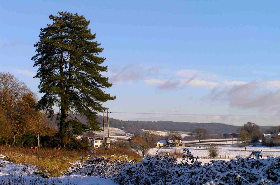 Moorend Spout in Nailsea / Tickenham with snow and Corsican Pine