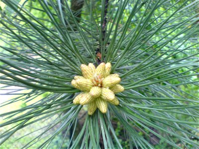 Pine in Serbia