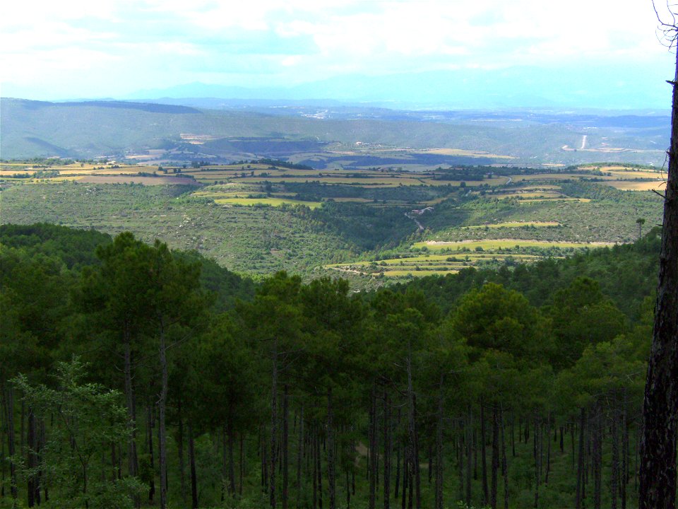 A Pinus nigra forest with the  survivors pines after 1998 wildfire, Castelltallat, Catalonia