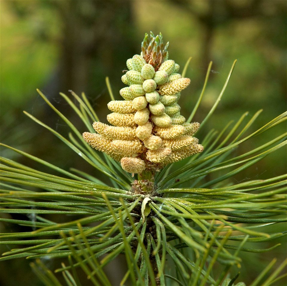 Pinus nigra (photo taken in Belgium)