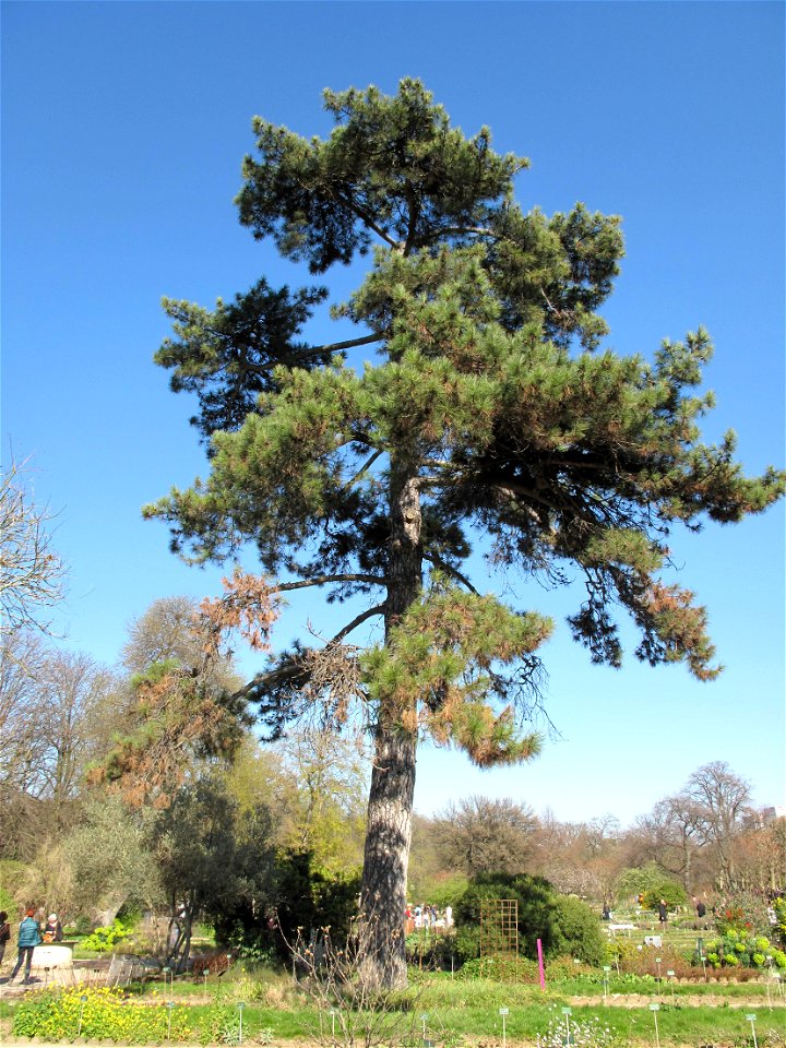 Pinus nigra subsp. laricio var. corsicana in the Jardin des Plantes in Paris. Identified by its botanic label.