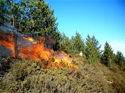 A prescribed fire in a Pinus nigra stand in Portugal.
