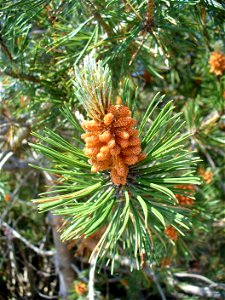 I am the originator of this photo. I hold the copyright. I release it to the public domain. This photo depicts Pinus banksiana pollen cones, in Newfoundland. photo