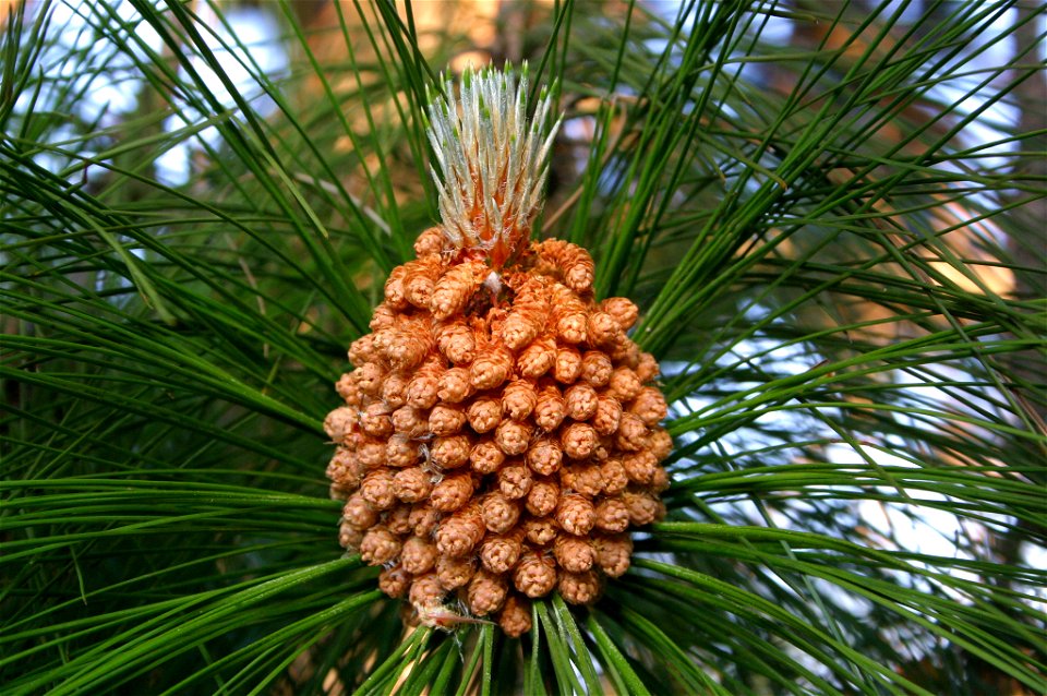 Male cones of Pinus roxburghii, named after William Roxburgh, is a pine native to the Himalaya.