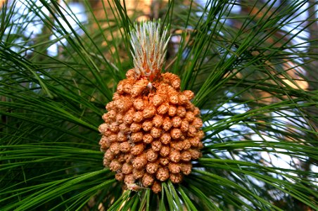 Male cones of Pinus roxburghii, named after William Roxburgh, is a pine native to the Himalaya. photo