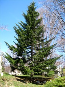 Abies alba], Mount Auburn Cemetery, Cambridge, Massachusetts, USA. photo