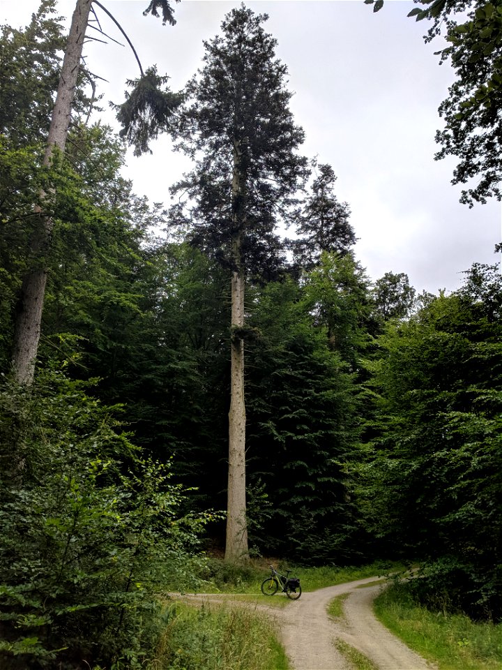 Weißtanne im Panstorfer Wald, Mecklenburgische Schweiz