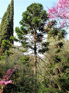 Araucaria bidwillii in the jardin des Serres de la Madone in Menton (Alpes-Maritimes, France). Identified by its botanic label. photo